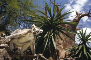Atico_del_Sol_Bioparc_fuengirola